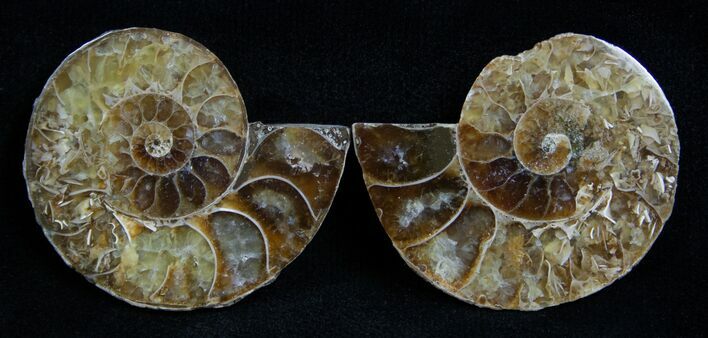 Small Desmoceras Ammonite Pair #2201